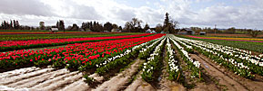 4 Rows And Rows Of Tulips