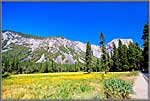 Wild flowers in Yosemite National Park.