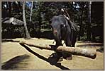 SL Mald Elephant Working