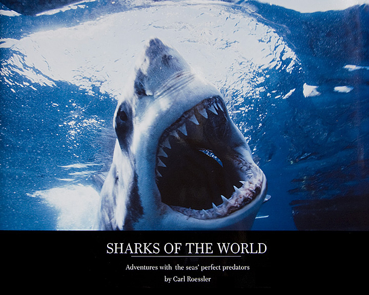 Sharks Of The World