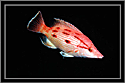 Pigfish (wrasse)