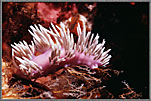 Pink Nudibranch
