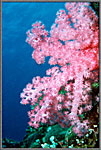 Pink soft coral colony.