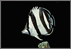 Banded Butterfly fish In Darkness