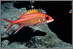 Long Spined Squirrelfish