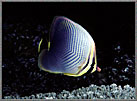 Chevron Butterfly fish