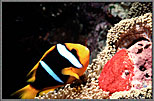 Clownfish Abicinct us With Eggs