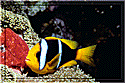 Fiji - Clownfish A bicinctus with red eggs