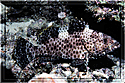 Fiji - Grouper's mottling as camouflage