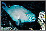 Aggressive Blue Parrotfish