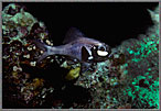 Phil Flashlight Fish Photo Blepharon