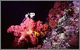 Phil Jessica With Vivid Soft Coral Colony