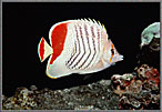RS Red Tailed Butterfly Fish