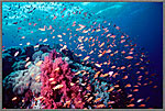 RS Reef With SCs And Anthias