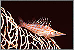 RS Sassy TartanHawk Fish
