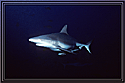 Red Sea Gray Shark is intent
