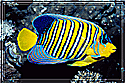 Red Sea King Anglefish Pygoplites