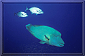 Red Sea Maori Wrasse with two escout Jacks