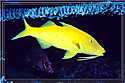 Red Sea Yellow Goatfish