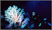 Diver With Large Soft Coral