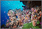 Micro Crowded Reef With Anthias
