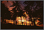 Micro Sunset Through Trees
