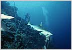 Red Sea Shark Bites Bait On Chain