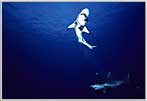 Red Sea Shark Races Upward With Bait