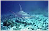 Coral Sea Giant Hammerhead Shark Charges