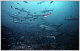 Hammerheads Sweep Up Into Shallows of Malpelo's waters