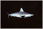 Mandalay Sandbar Shark