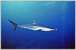 Red Sea Silky Shark With Pilot Fish
