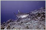 Aggressive Silvertip Shark in Papua New Guinea