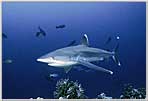 Rowley Shoals' Silvertip Shark Shoots In