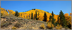 Aspens And Firs On Hillside
