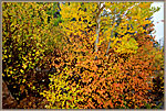 Aspen Leaves