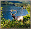 1 Bull Elk By Lake Dawson