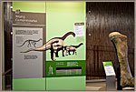 Camarasaurus Display