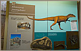 Allosaurus Display
