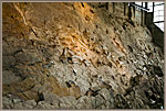 Fossil Bones Embedded In Wall