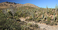 1 Tall Saguaro Cactus Below The First Mountain Range We Must Cross
