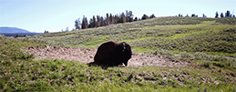 Bison Along Grand Loop Road