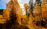 5 Fall Colors Three Idaho
