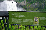 2 Peregrine Falcon Sign At Snoqualmie Falls