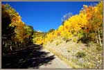 Aspens In Bright Colors