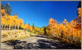 Aspens Near Summit