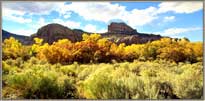 Hills behind foliage in Needles Valley.