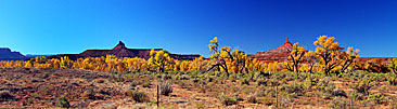 3 Fall Colors In Needles