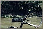 SL Elephants In River Yala Game Park