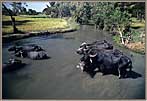 SL Water Buffalo In River